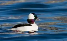 Bufflehead