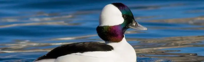 Bufflehead
