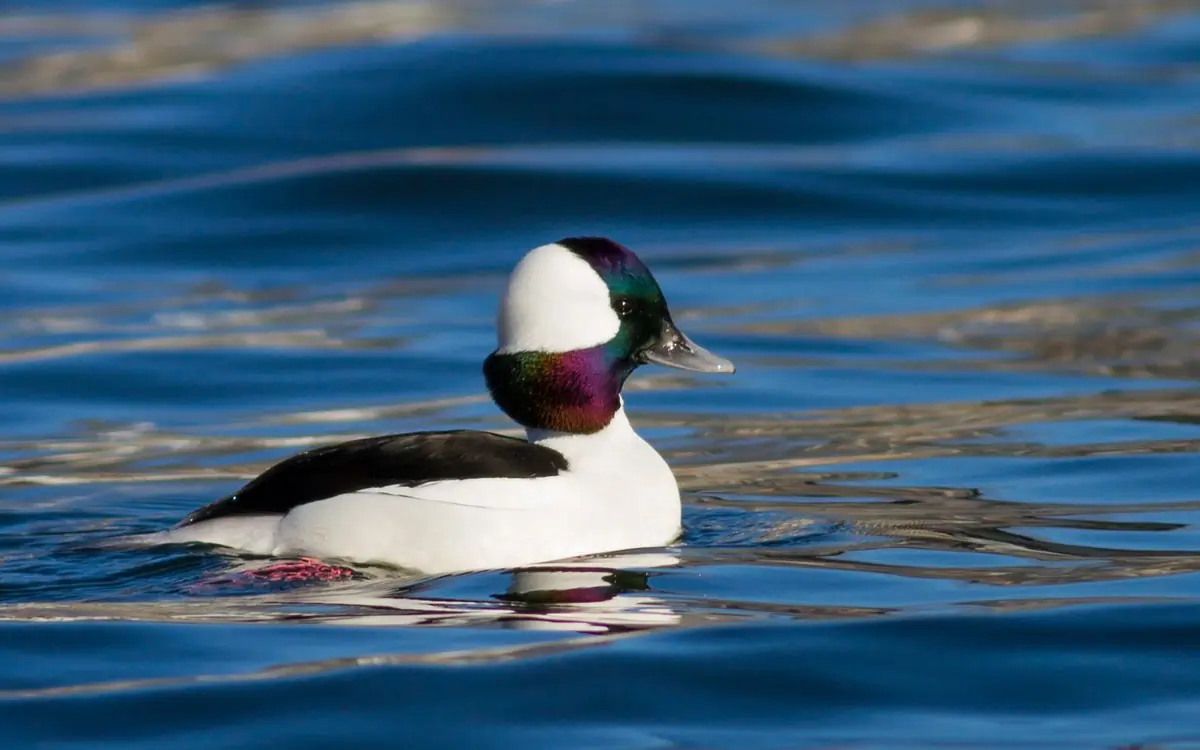 Bufflehead
