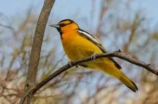 Bullock's oriole