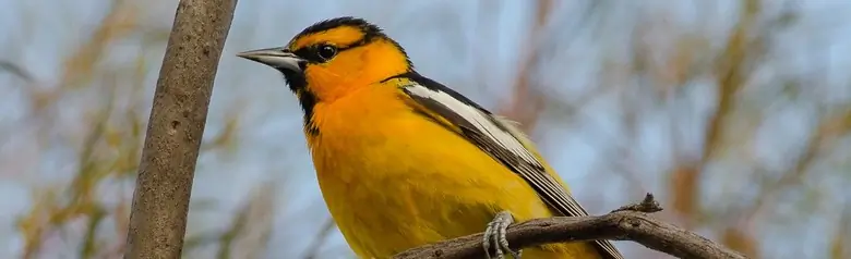 Bullock's oriole