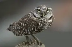 Burrowing owl