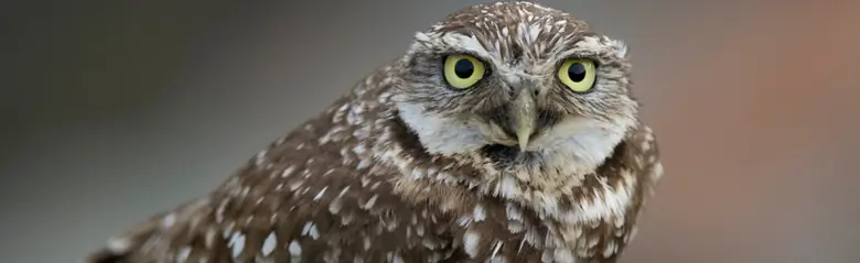 Burrowing owl