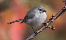 Bushtit