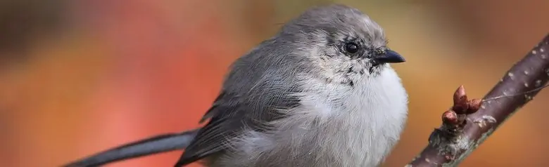 Bushtit