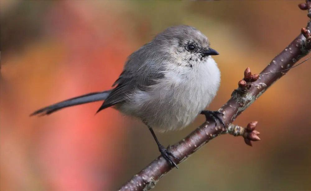 Bushtit