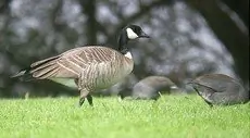 Cackling goose