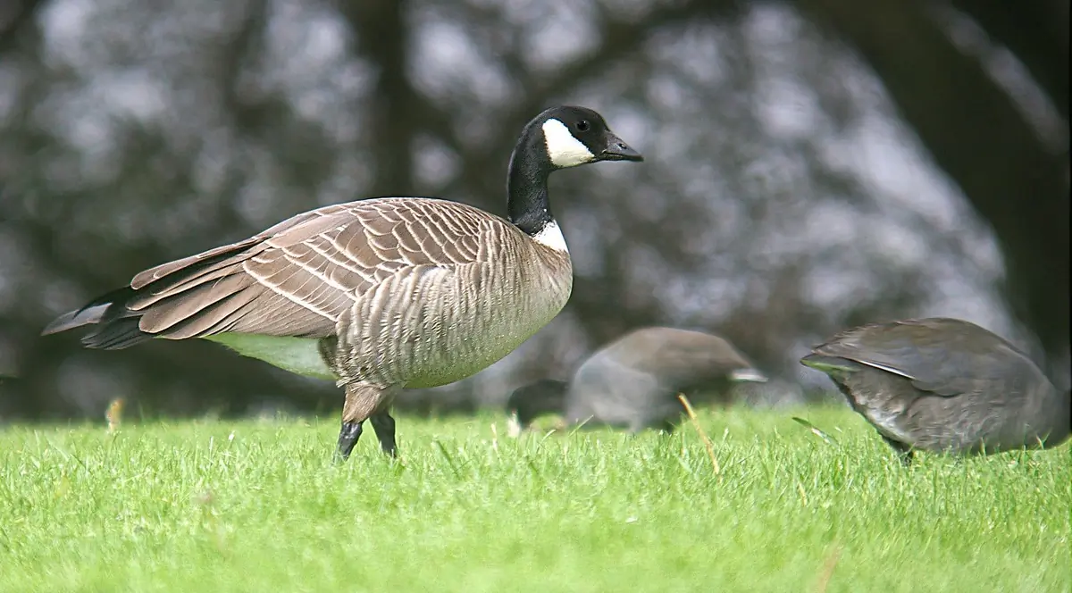 Cackling goose