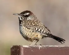 Cactus wren