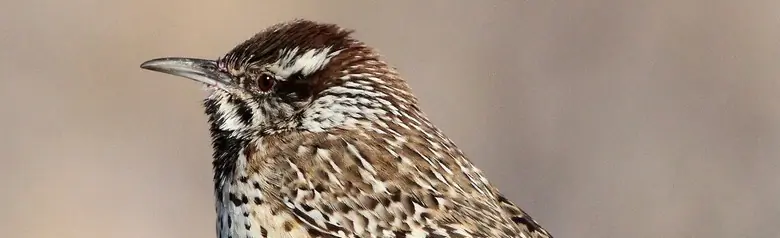 Cactus wren