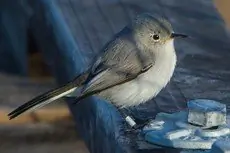 California gnatcatcher