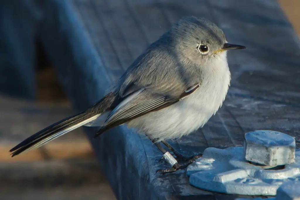 California gnatcatcher
