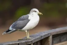 California gull