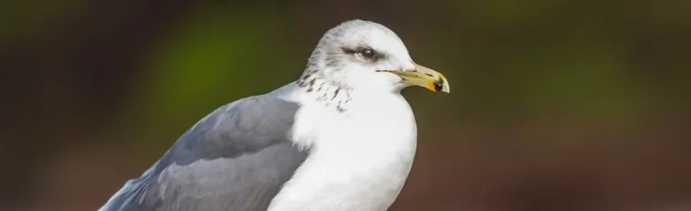 California gull