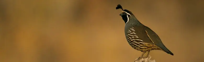 California quail