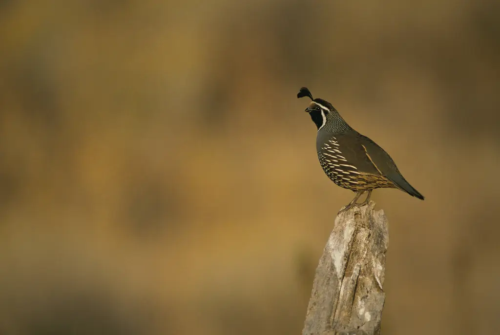 California quail