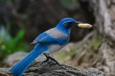 California scrub jay