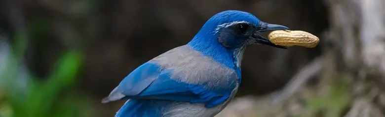 California scrub jay