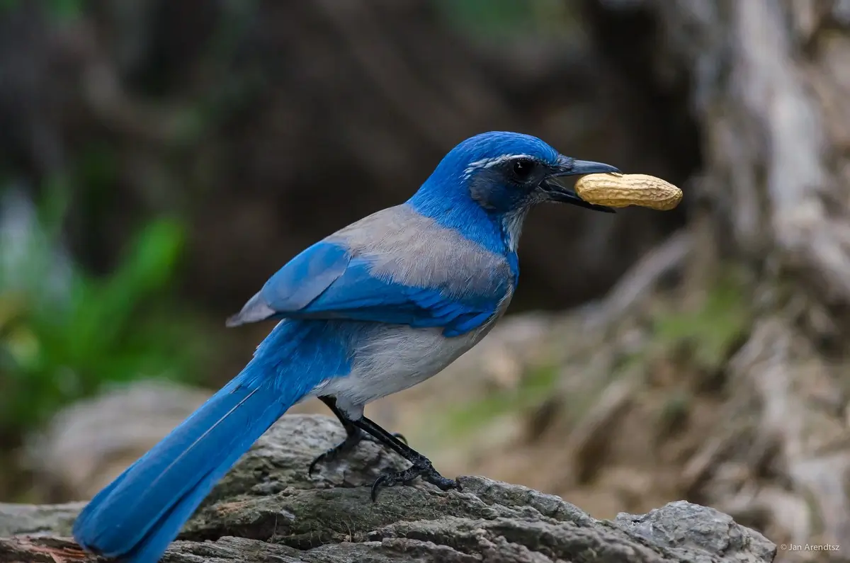 California scrub jay