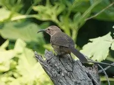 California thrasher