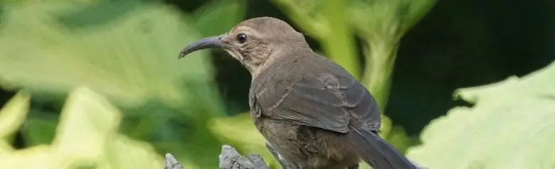 California thrasher