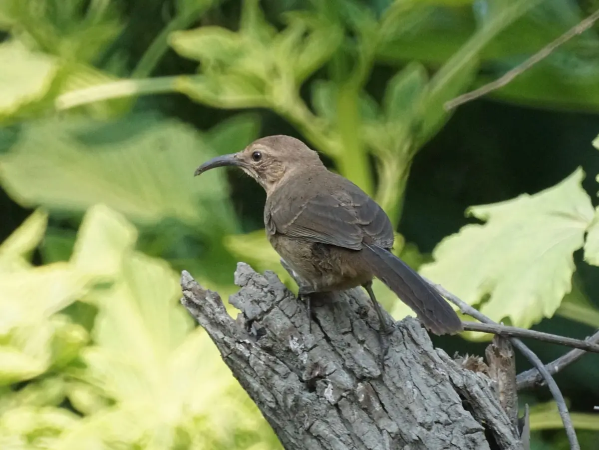 California thrasher