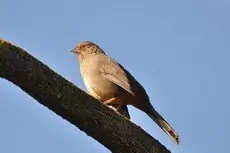 California towhee