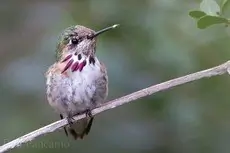 Calliope hummingbird