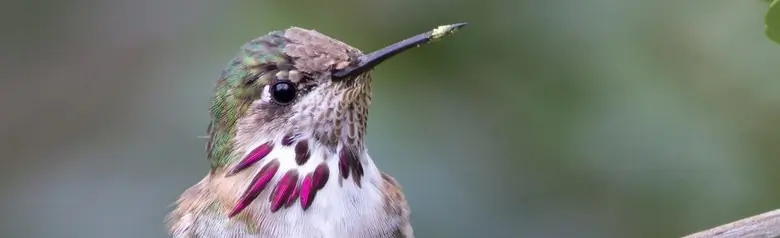 Calliope hummingbird