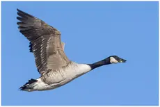 Canada goose