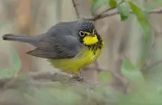 Canada warbler