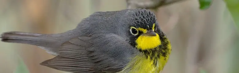 Canada warbler