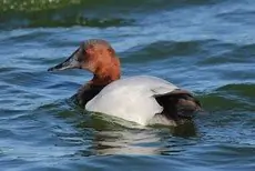 Canvasback