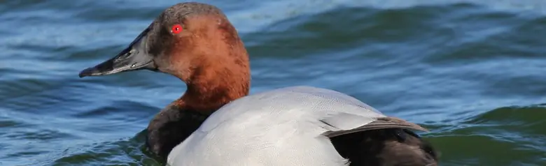 Canvasback