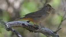 Canyon towhee