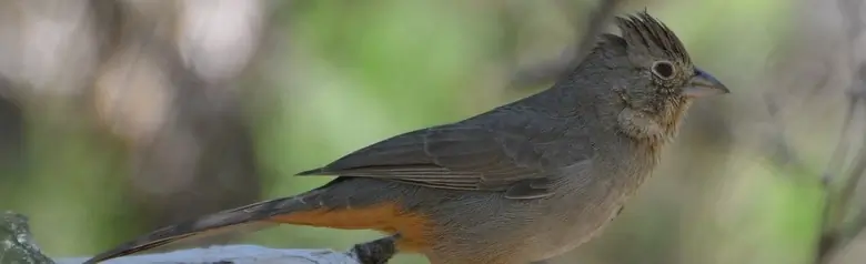 Canyon towhee