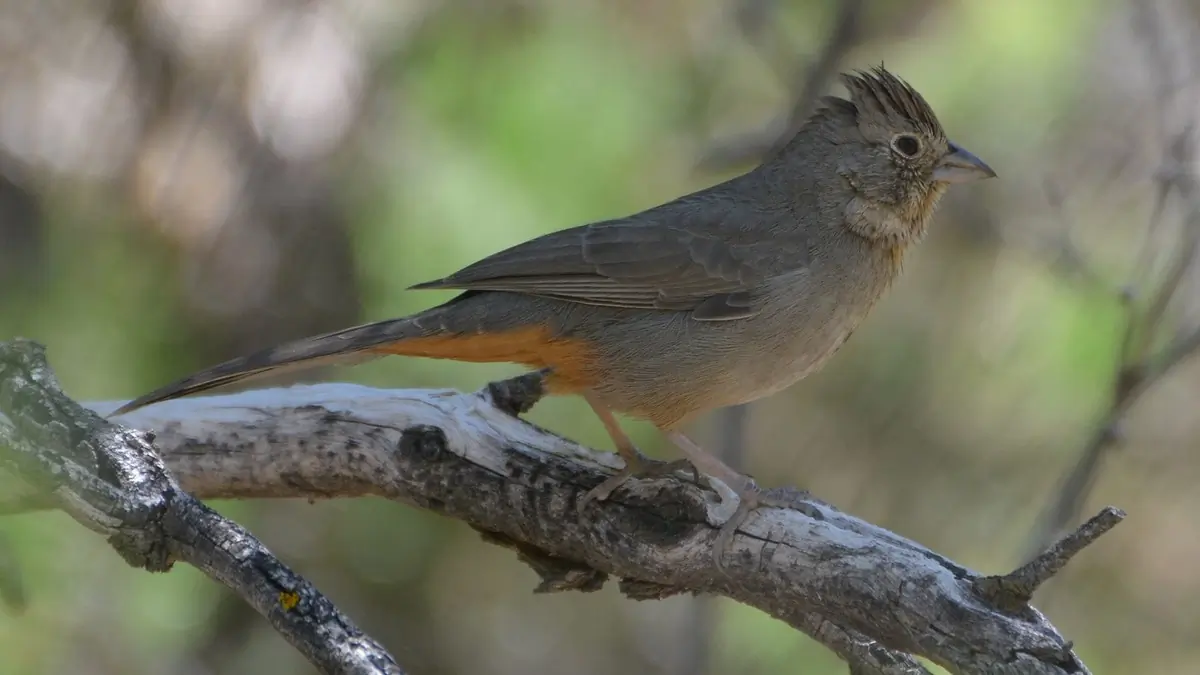 Canyon towhee