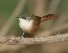 Canyon wren