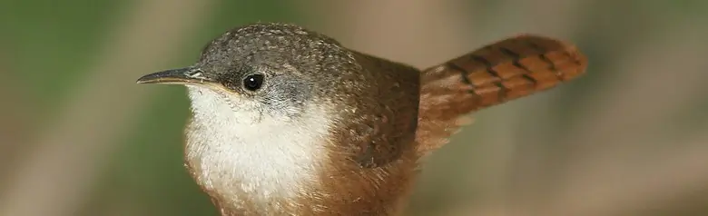 Canyon wren