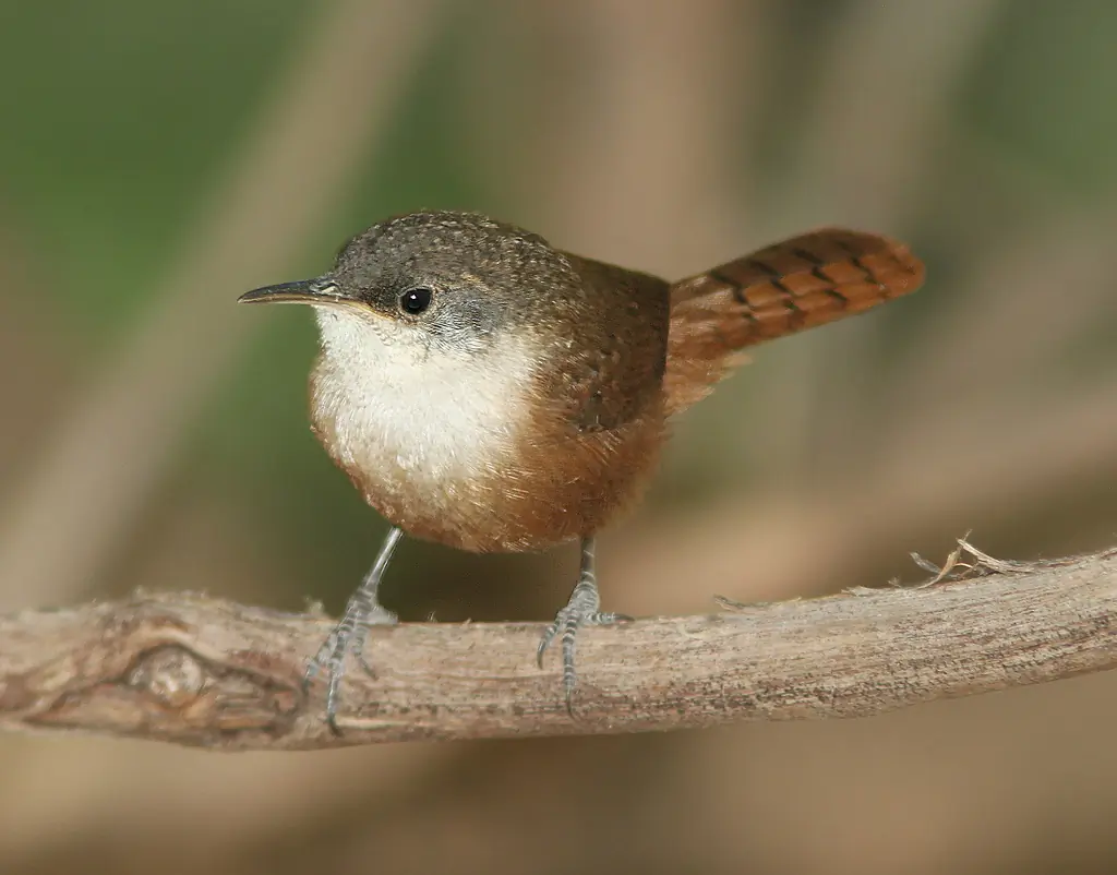 Canyon wren