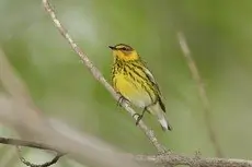 Cape May warbler