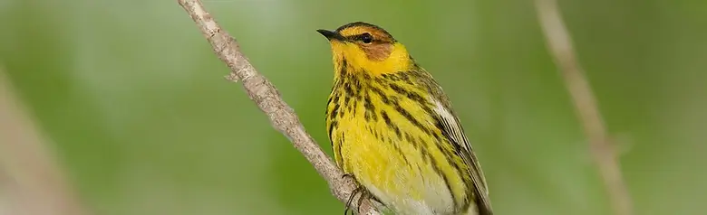 Cape May warbler