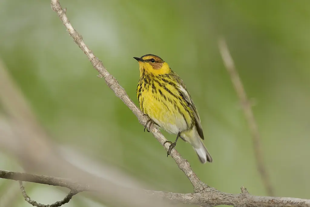 Cape May warbler