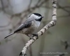 Carolina chickadee