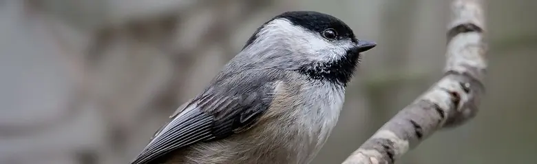 Carolina chickadee