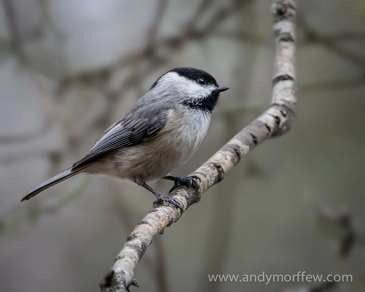 Carolina chickadee