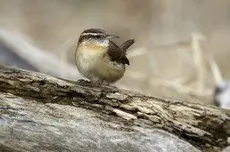 Carolina wren