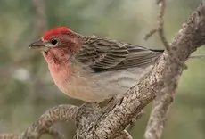 Cassin's finch