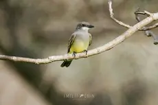 Cassin's kingbird