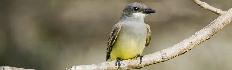 Cassin's kingbird
